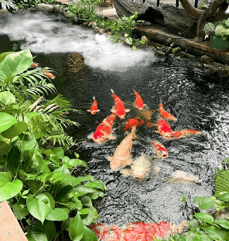 秋季錦鯉魚池怎么殺蟲滅菌呢？