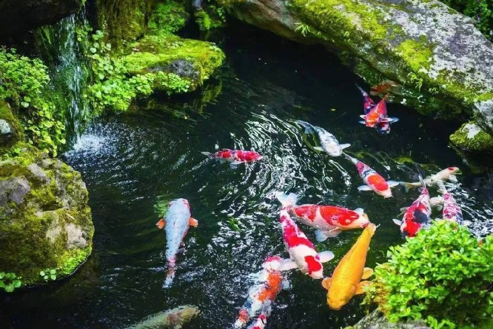 錦鯉魚池爆氧的作用，那在什么情況下需要給錦鯉魚池爆氧呢？